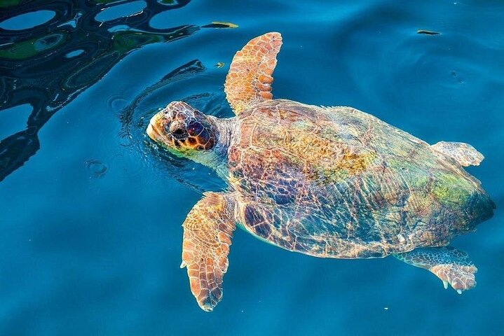 Zakynthos Cruise to Marathonisi, Keri Caves & Turtle Spotting