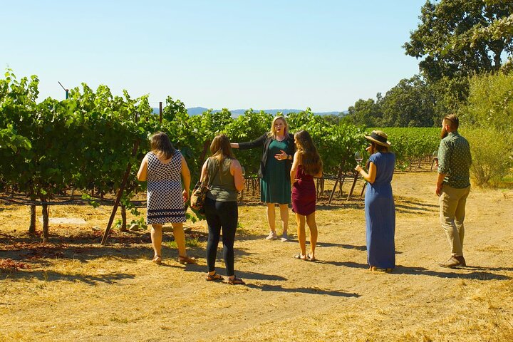 Sonoma & Healdsburg Wine Tours