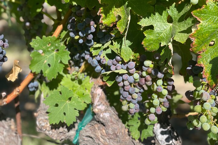 Sonoma & Healdsburg Wine Tours