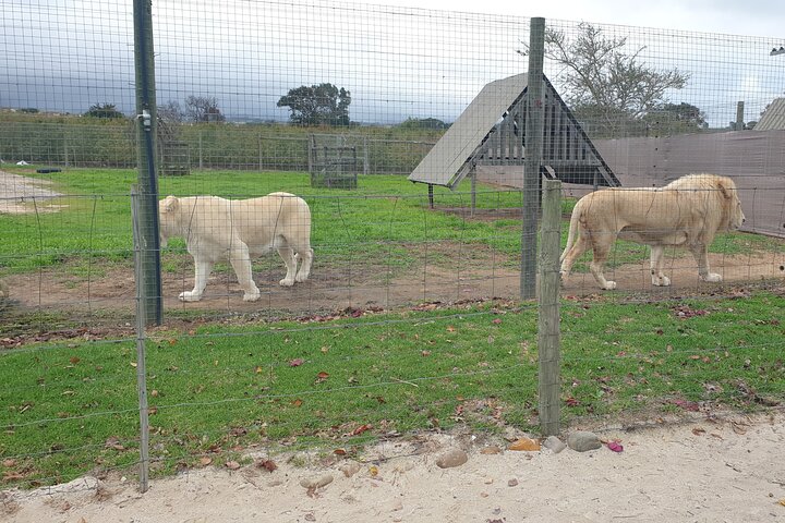 Stellenbosch, Franschhoek, Paarl 15 Wine Tasting Private Tour