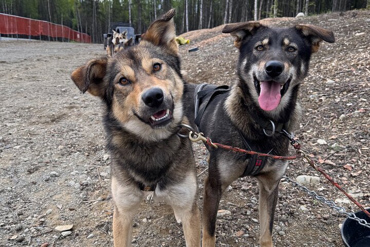 Anchorage's Authentic Dog Sledding Experience