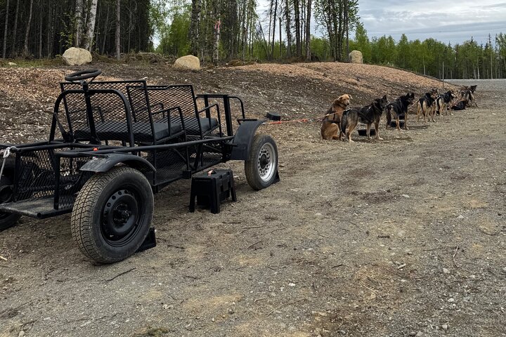 Anchorage's Authentic Dog Sledding Experience