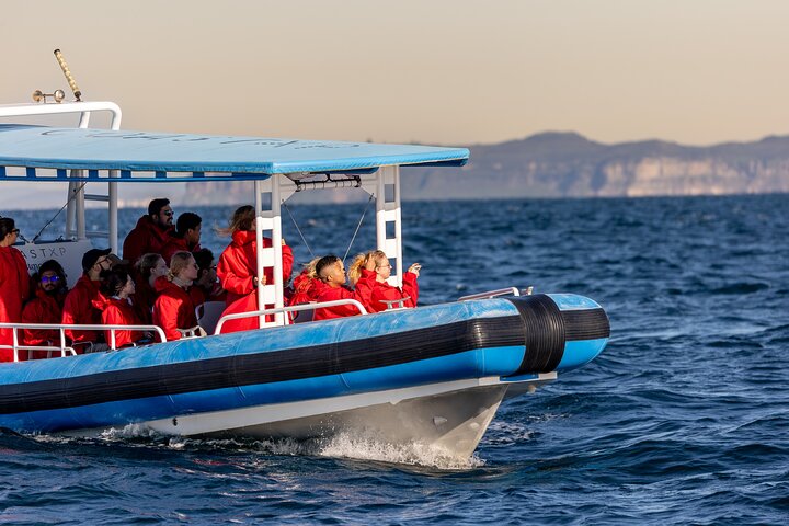 Humpback Whale Encounter Tour from Newcastle