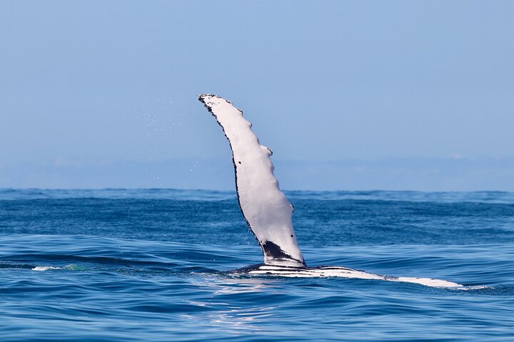 Humpback Whale Encounter Tour from Newcastle