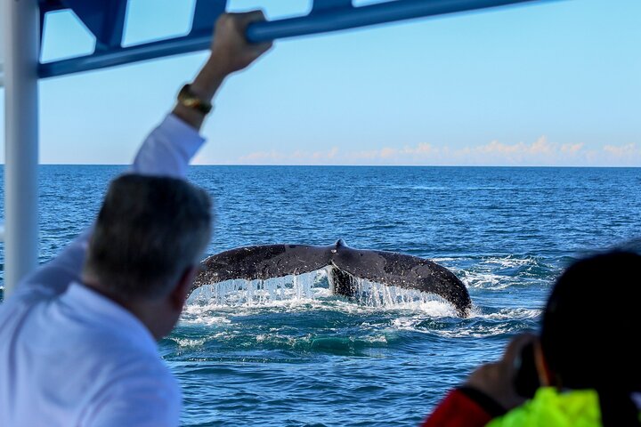 Humpback Whale Encounter Tour from Newcastle