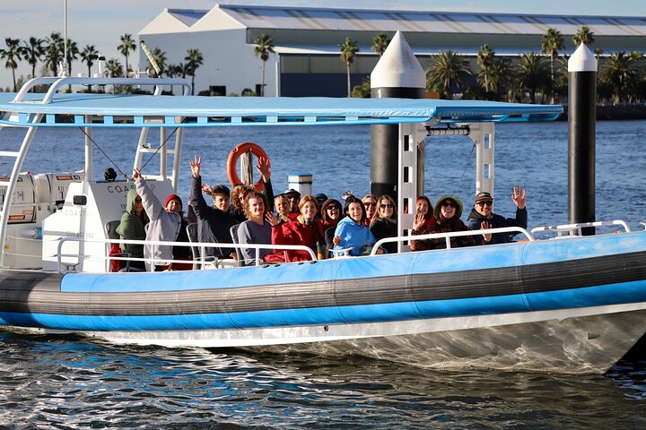 Humpback Whale Encounter Tour from Newcastle