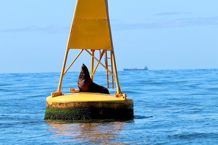 Humpback Whale Encounter Tour from Newcastle
