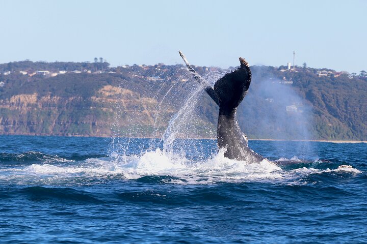 Humpback Whale Encounter Tour from Newcastle