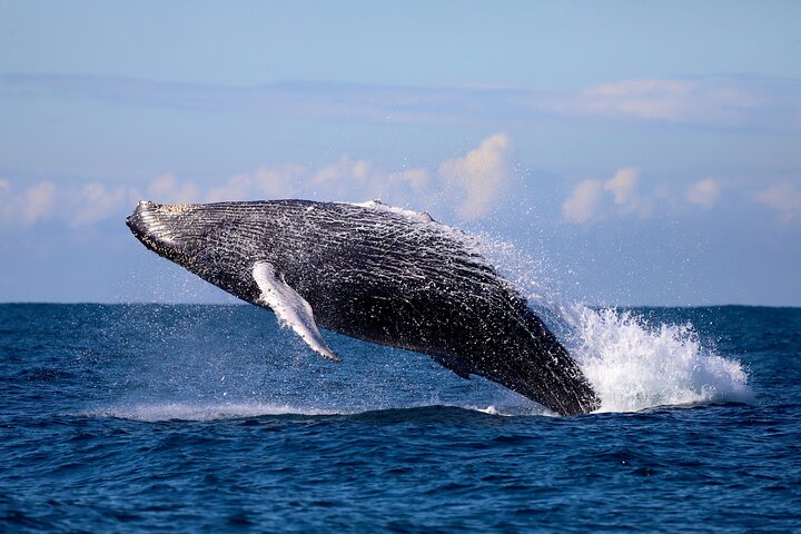 Humpback Whale Encounter Tour from Newcastle