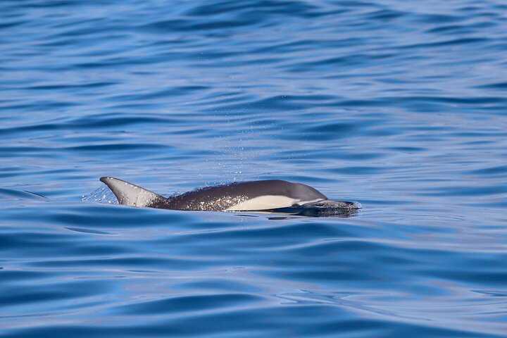 Humpback Whale Encounter Tour from Newcastle