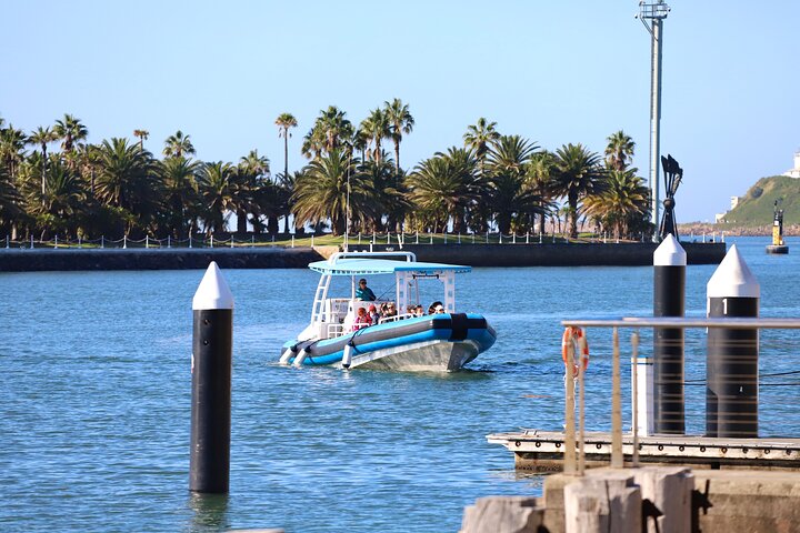 Humpback Whale Encounter Tour from Newcastle