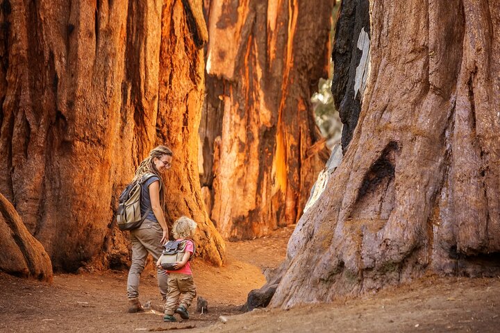 Sequoia and Kings Canyon Audio Tour Self Guide National Park Tour
