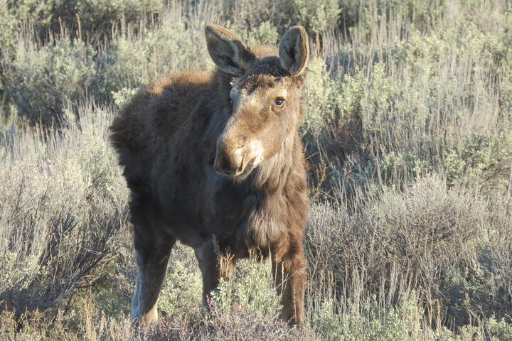 Grand Teton National Park - PRIVATE Sunrise Tour from Jackson Hole