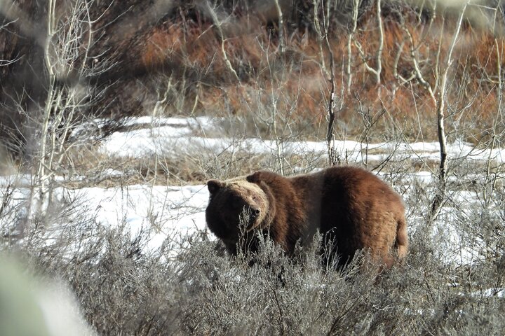 Grand Teton National Park - Sunrise Tour from Jackson Hole