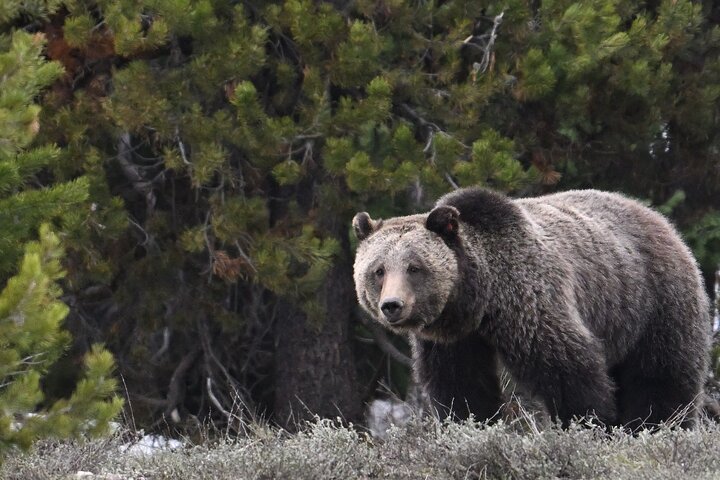 Grand Teton National Park - PRIVATE Sunrise Tour from Jackson Hole