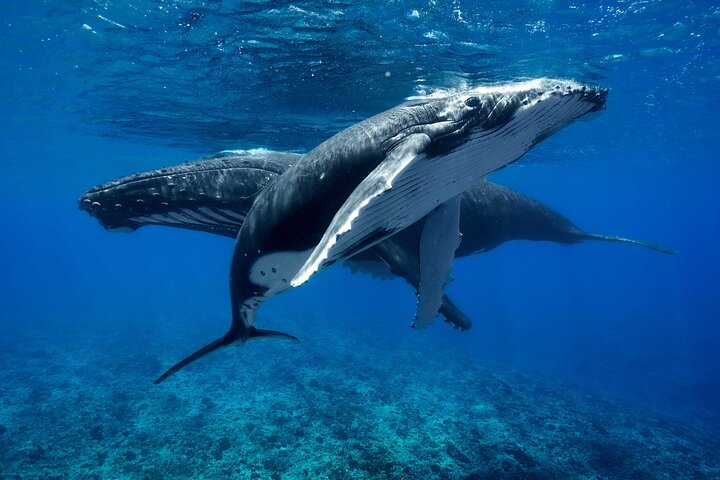 WHALE TOUR - Watching and Swimming with Whales