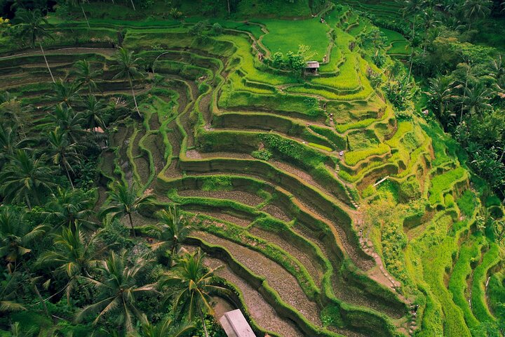 Ubud Private Tour: Waterfalls, Temple and Rice Terraces Swing