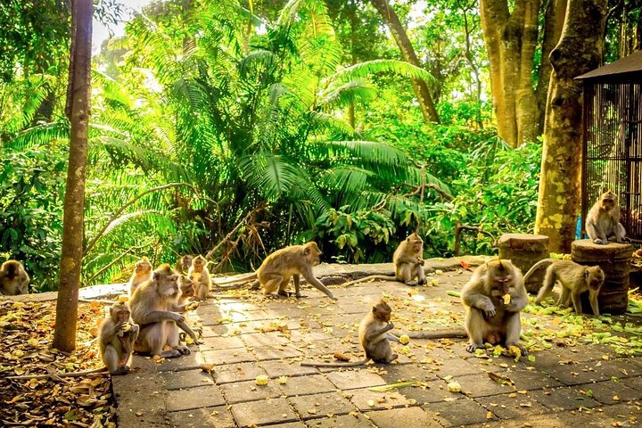 Discover The Best of Ubud: All-Inclusive and Private Guided Tour