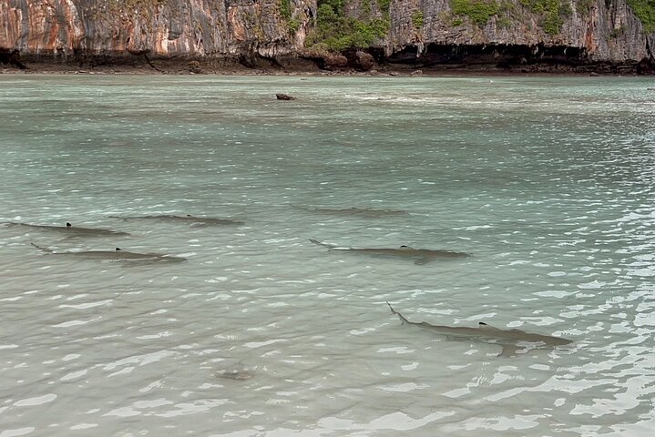 Phi Phi Early Bird & 4 Islands - Day Tour by Speedboat From Krabi