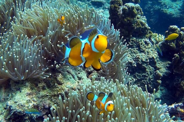 Phi Phi Early Bird & 4 Islands - Day Tour by Speedboat From Krabi