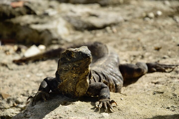 Tulum Ruins, Turtles in Akumal and Cenote tour