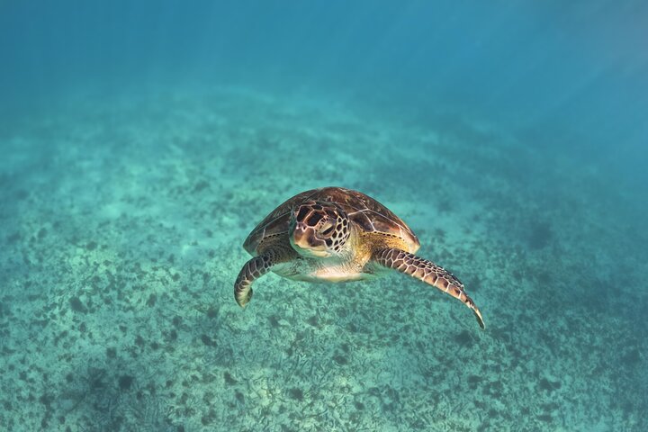 Tulum Ruins, Turtles in Akumal and Cenote tour