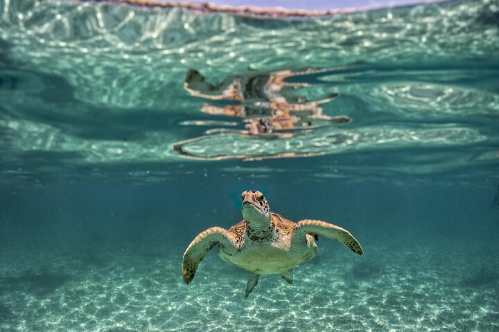 Tulum Ruins, Turtles in Akumal and Cenote tour