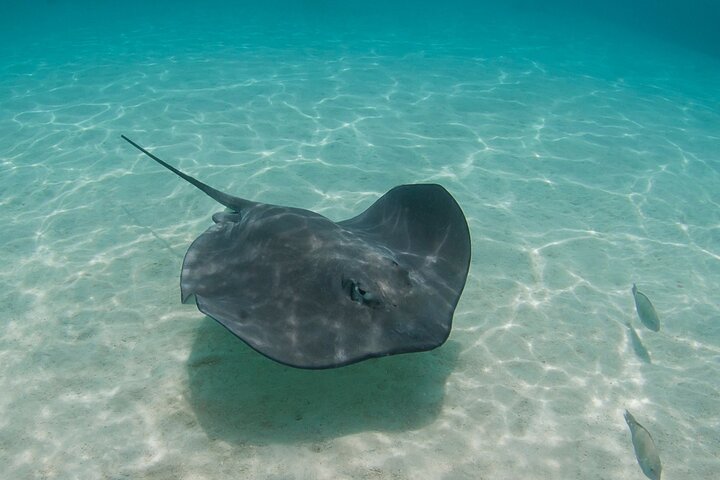 Full Day Tour Pinzon Island + La Fe/Las Palmas - Snorkeling & Fishing