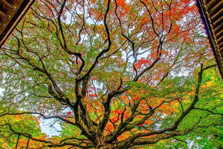 From Fukuoka Kyushu Itoshima Hidden Gems Day Tour