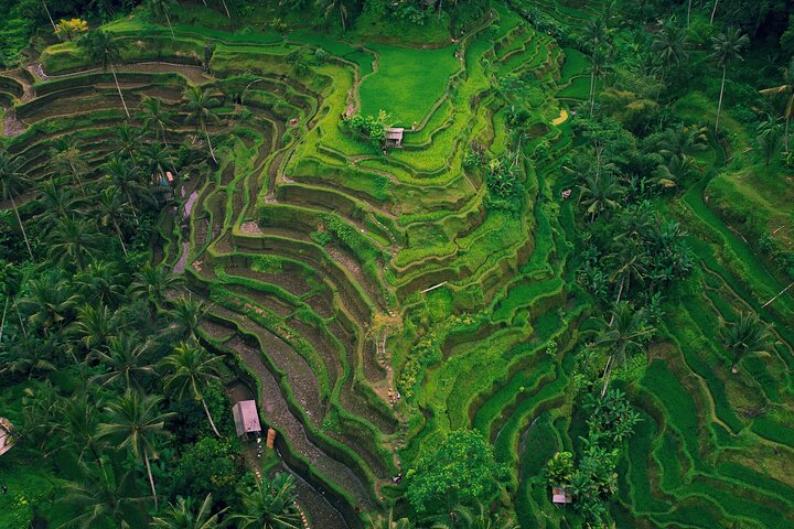 Discover The Best of Ubud: All-Inclusive and Private Guided Tour