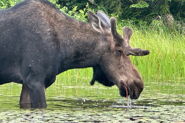 1 Day Canoeing Tour in Algonquin Park