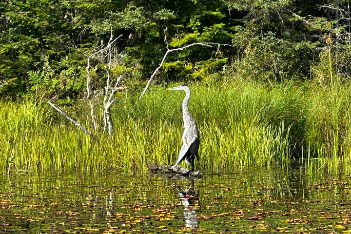 1 Day Canoeing Tour in Algonquin Park