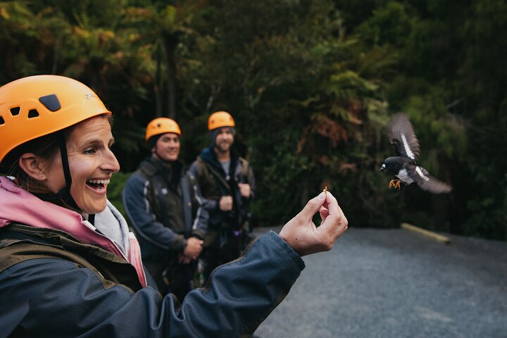 Rotorua Canopy Tours: 2.5Hour Native Forest Zipline Adventure