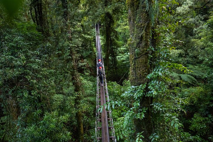 Rotorua Canopy Tours: 2.5Hour Native Forest Zipline Adventure
