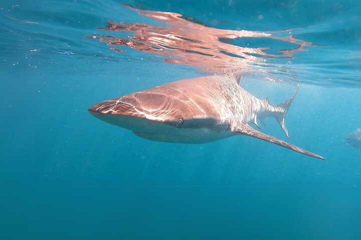 Shark Cage Diving and Viewing - Self drive