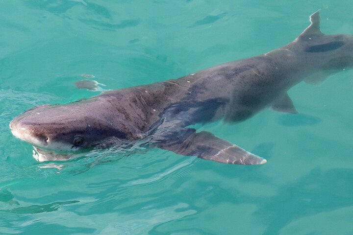 Shark Cage Diving and Viewing - Self drive