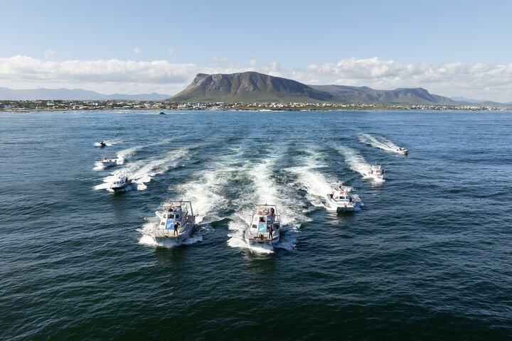 Shark Cage Diving and Viewing - Self drive