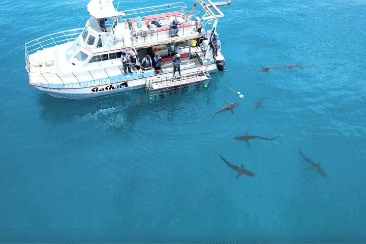 Shark Cage Diving and Viewing - Self drive