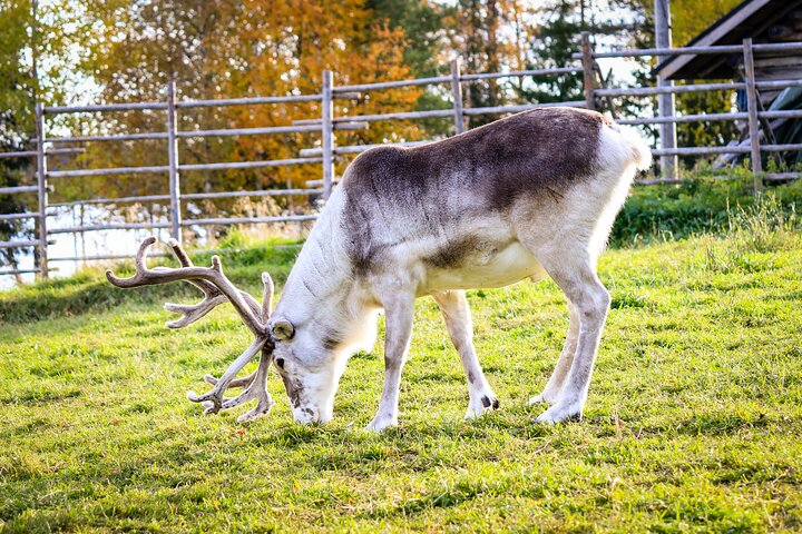 Authentic Reindeer Farm and Canoe Experience from Rovaniemi
