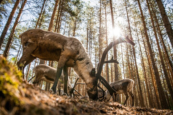 Authentic Reindeer Farm and Canoe Experience from Rovaniemi