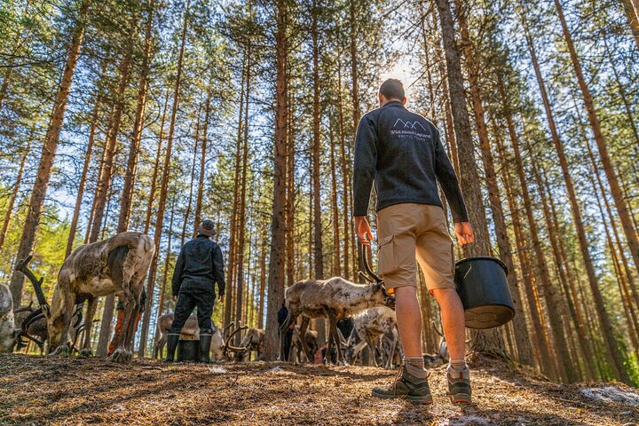 Authentic Reindeer Farm and Canoe Experience from Rovaniemi