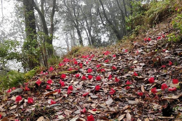 Kumaon/Binsar Sanctuary Walking Holiday