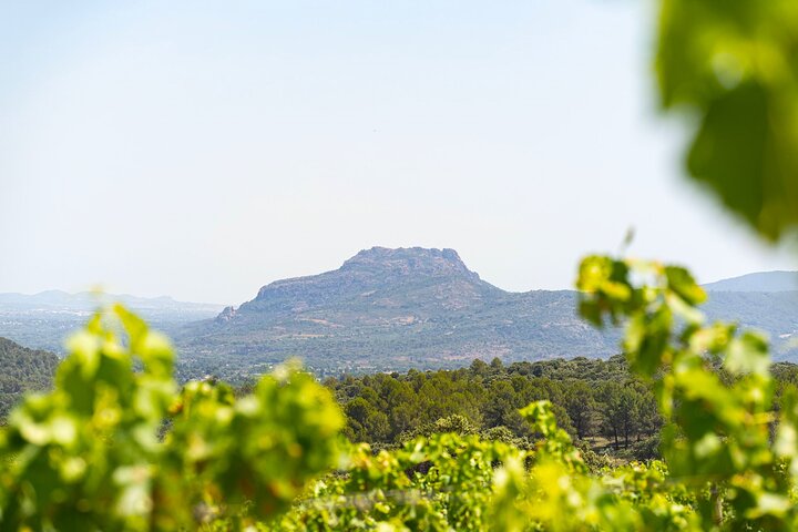 Provence Wine Tour - Small Group Tour from Nice