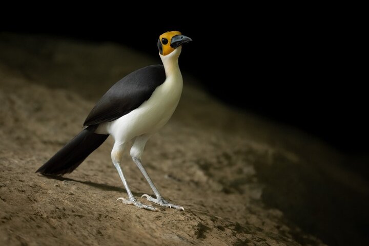 2 Days 1 Night Wildlife Safari at Mole Park (Round trip flights)