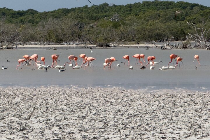 Rio Lagartos and Las Coloradas - Safari Natural Experience 4 hours