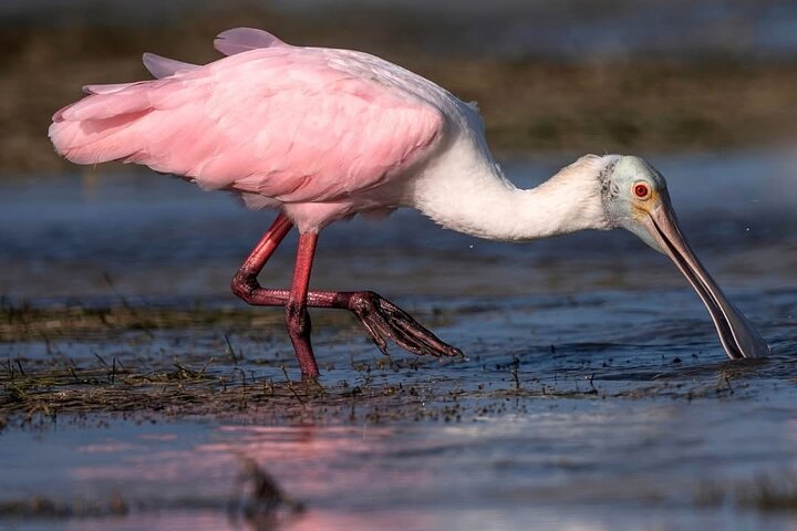 Rio Lagartos and Las Coloradas - Safari Natural Experience 4 hours