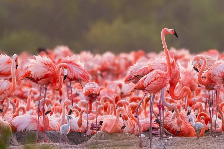 Rio Lagartos and Las Coloradas - Safari Natural Experience 4 hours