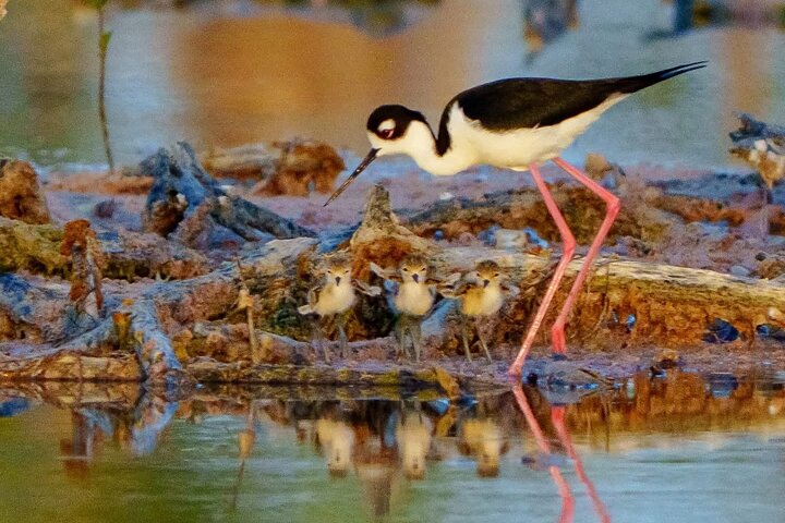 Rio Lagartos and Las Coloradas - Safari Natural Experience 4 hours