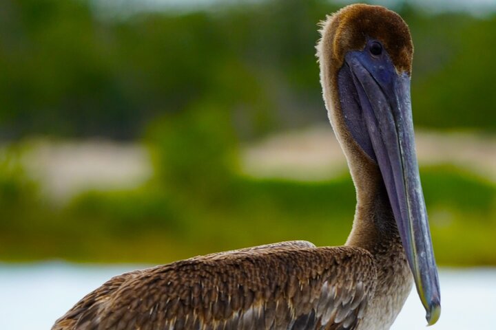 Rio Lagartos and Las Coloradas - Safari Natural Experience 4 hours