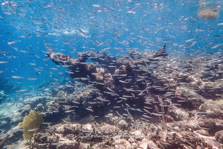 Aquanauts Outing Boat Hiking Palmée Coral Discovery